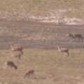 Kinijoje nufilmuotas antilopių tykantis vilkas