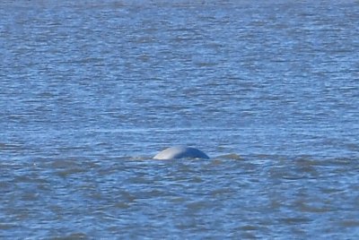 Temzės upėje netoli Londono užfiksuotas baltojo banginio vizitas