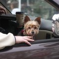 Kokie simptomai išduoda, kad šuo nepatenkintas kelione automobiliu