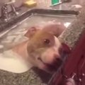 Jaudinantis vaizdas: išgelbėtas šuo pirmą kartą maudosi karštoje vonioje