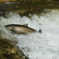 Į upes išplaukė tūkstančiai lašišinių žuvų jauniklių
