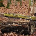 Pasvalio r. virsdamas medis užmušė miške dirbusį vyrą