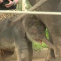 Hiustono zoologijos sode pristatyta dramblio patelė
