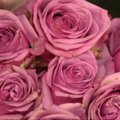 Rožių dienos eisenai - tūkstančiai gėlių, sėklų ir pupelių