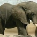 Kolumbijos zoologijos sode drambliui operavo dantį