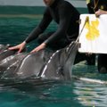 Seimūnai dėl delfinų neapsisprendė