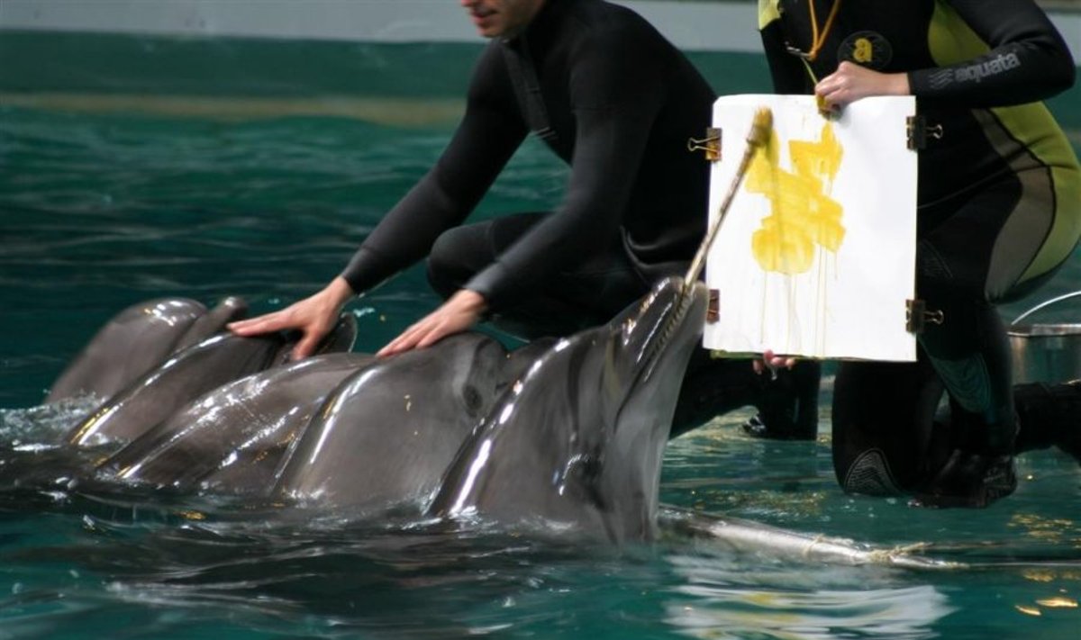 Delfinariumo delfinai