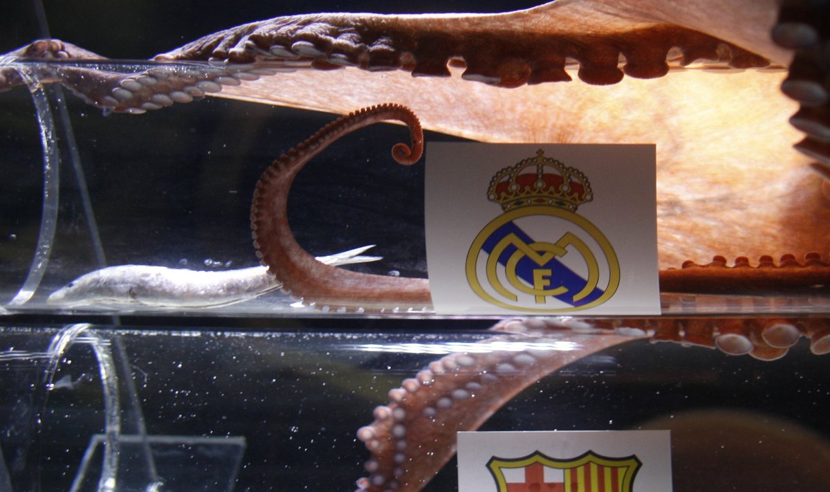 Aštuonkojis Ikeras spėja "Real" ir "Barcelona" klubų mačo nugalėtoją