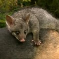 Šunelis ėmėsi globoti apleistą Australijos oposumą