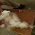 PETA tyrimas: klykiantiems Angoros triušiams kuokštais raunamas kailis