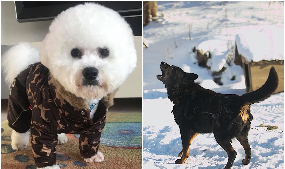 Gyvūnų priežiūra žiemą