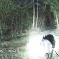 Gelbėjimo operacija Pakruojo rajone – tarnybinis šuo miške surado paklydusią ir susižalojusią moterį