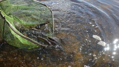 Vilniaus rajone į vandens telkinius paleista apie 81 tūkst. žuvų