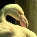 Užmigdytas seniausias pasaulyje flamingas