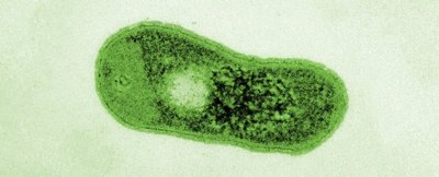 Gemmatimonas phototrophica bakterija. Jason Dean/Czech Academy of Sciences nuotr.