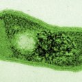 Dykumoje aptiktos bakterijos įgijo unikalų gebėjimą: mokslininkai nieko panašaus iki šiol nebuvo regėję