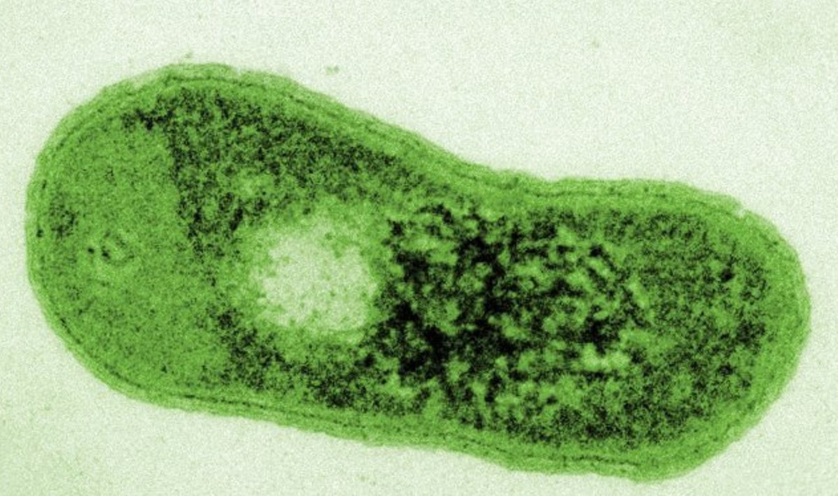 Gemmatimonas phototrophica bakterija. Jason Dean/Czech Academy of Sciences nuotr.