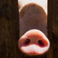 Per savaitę afrikinis kiaulių maras nustatytas 19 šernų