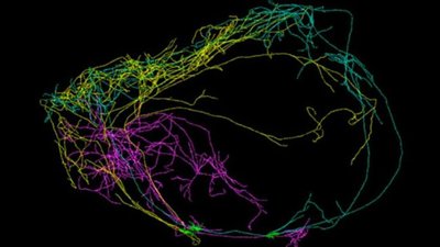 Neuronas, Allen Institute for Brain Science nuotr.
