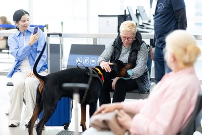 Terapiniai šunys Vilniaus oro uoste
