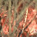 Ugniagesiai ir miškininkai su nerimu laukia ilgojo savaitgalio : šalies miškuose – ekstremali situacija