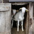 Jei lietuviai augintų daugiau ožkų, nesunkiai rastų ryšių Japonijoje ar JAV