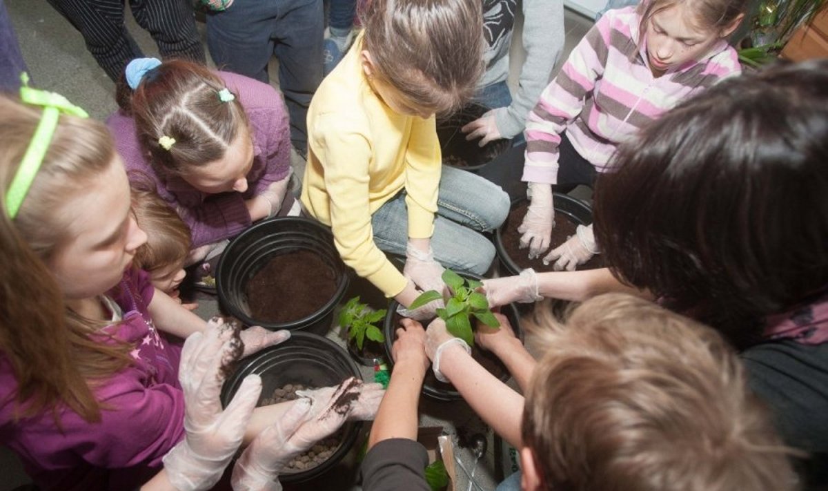 Suomijos ambasada dienos centro vaikams padėjo pasisodinti daržovių daigų