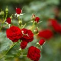 Padovanojo nuostabių rožių puokštę – kaip iš jų išsiauginti gėlių krūmą