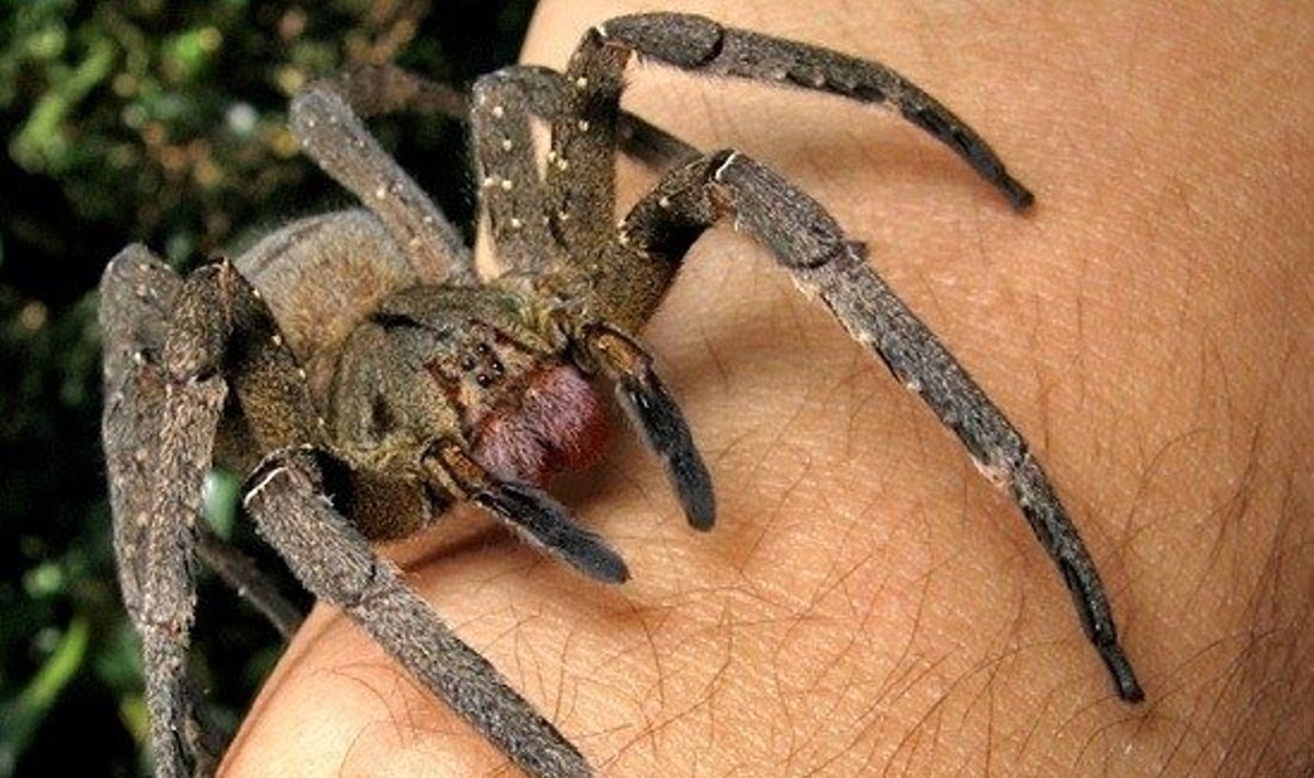 Brazilijos klajojantys vorai (lot. Phoneutria nigriventer) CC-SA/Joao P. Burini nuotr.