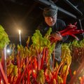 Kodėl Anglijoje rabarbarai auginami ir skinami prie žvakių šviesos