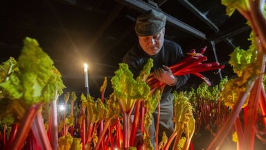 Kodėl Anglijoje rabarbarai auginami ir skinami prie žvakių šviesos