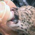 Ukrainos zoologijos sode gimė trys Amūro leopardai