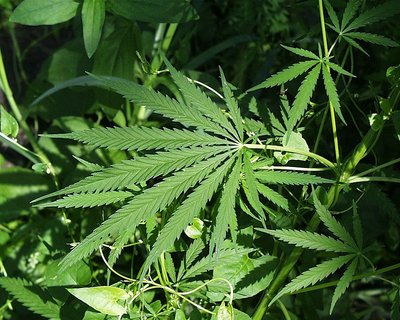 File source: http://commons.wikimedia.org/wiki/File:Marijuana.jpg