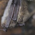 Suskaičiuoti žiemojantys šikšnosparniai: rezultatai nustebino