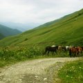 „Mano atostogų atradimai“ VII: Nuotykiai Gruzijoje