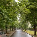 Vilnius gerina brandžių medžių priežiūrą: ko bus imtasi ir kodėl tai svarbu?