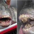 Susipažinkite su unikalia žuvimi: jos „šypsena“ – visai kaip žmogaus