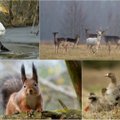 Gamtos dienoraštis: pirmosios maudynės ir šelmiškas voveraitės žvilgsnis