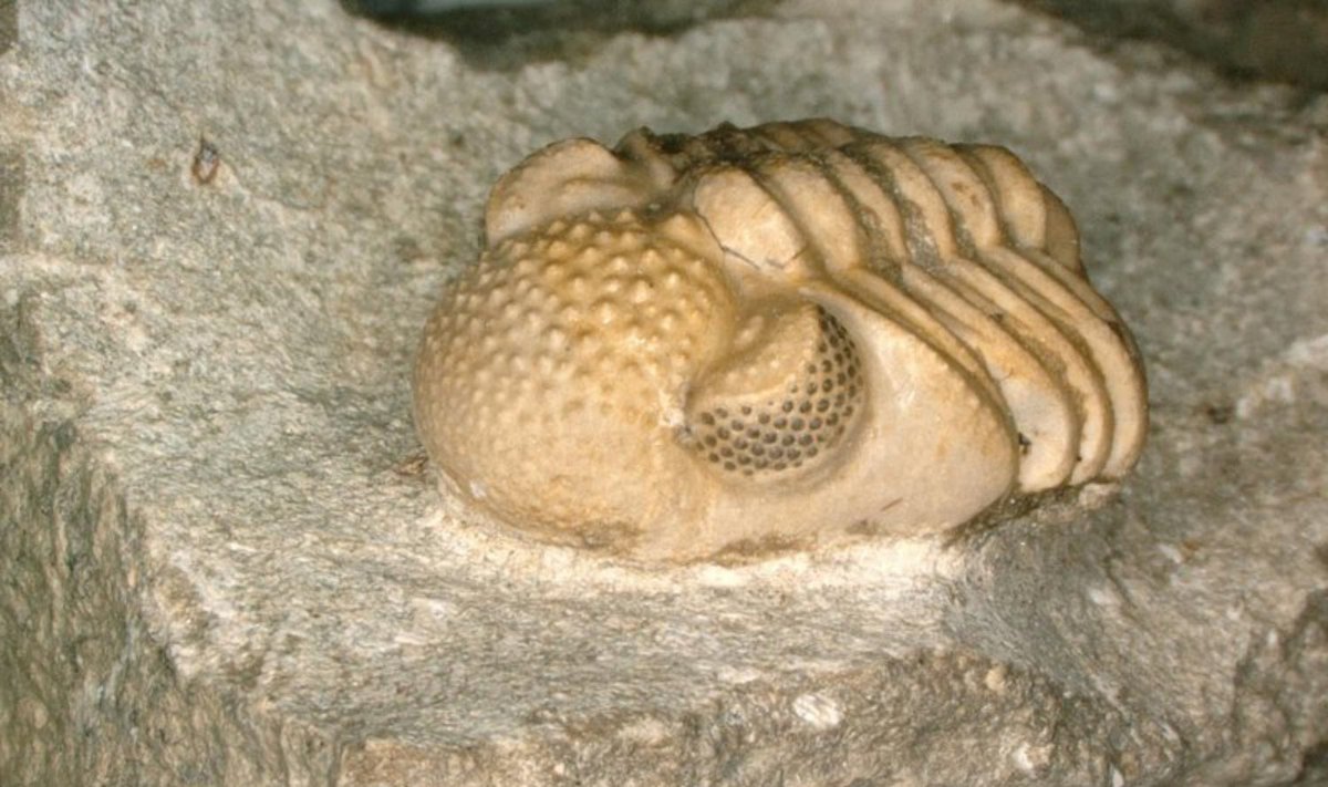 Phacops geesops. Trilobitas. Brigitte Schoenemann iliustr.
