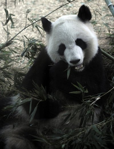 Panda Lun Lun - produktyvi "mamytė"