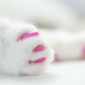 Augintinių mados: lietuvių katės išbando silikoninius nagus