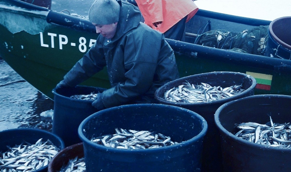 Stintų laimikiai džiugina žvejus  (Erlando Paplauskio nuotr.)