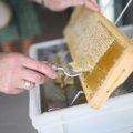 VMVT: Lietuvoje pardavinėjamas medus – kokybiškas ir saugus vartoti