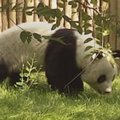 Madrido zoologijos sode panda susilaukė mažylių