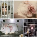 Europiečiai reikalauja, kad laboratorijose neliktų gyvūnų