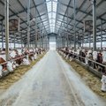Karvės vienodos, bet jas melžiantys lenkai uždirba pelną, o lietuviai – ne