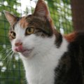 Terakota – ryškių spalvų gražuolė katė