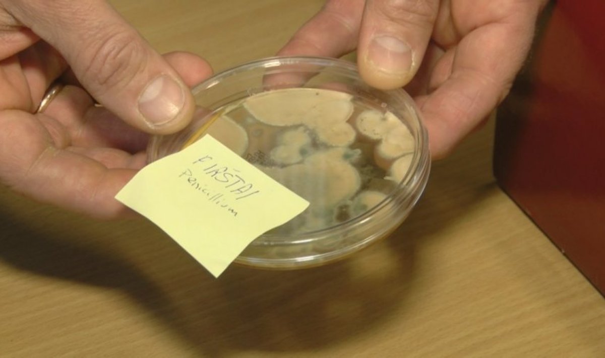 Bakterijos ant žmogaus pirštų