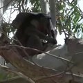 Koalų gelbėtojos: Australijoje gyvūnams į pagalbą skuba savanorės