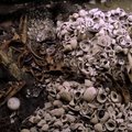 Archeologai aptiko 500 metų senumo actekų jūros žvaigždžių altorių